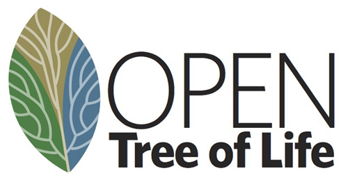 The "Open Tree of Life" is one of three major new scientific projects funded by the NSF.: This initial tree of life, called the Open Tree of Life, will not be static. Scientists will develop tools for researchers to update and revise the tree as new data come in. Photograph courtesy of  NSF National Evolutionary Synthesis Center